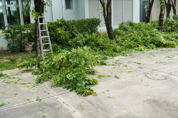 How Our Tree Care Process Works  in  Presquille, LA