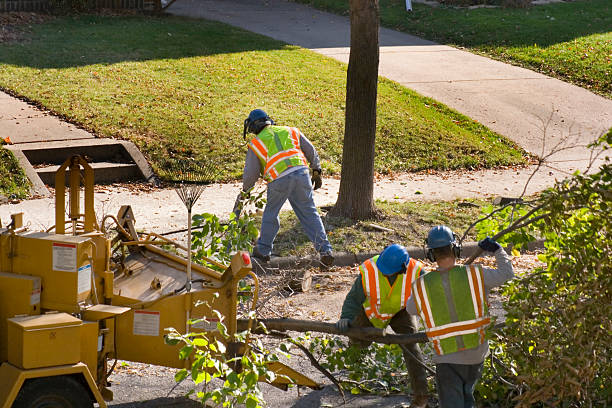 Reliable Presquille, LA Tree Services Solutions